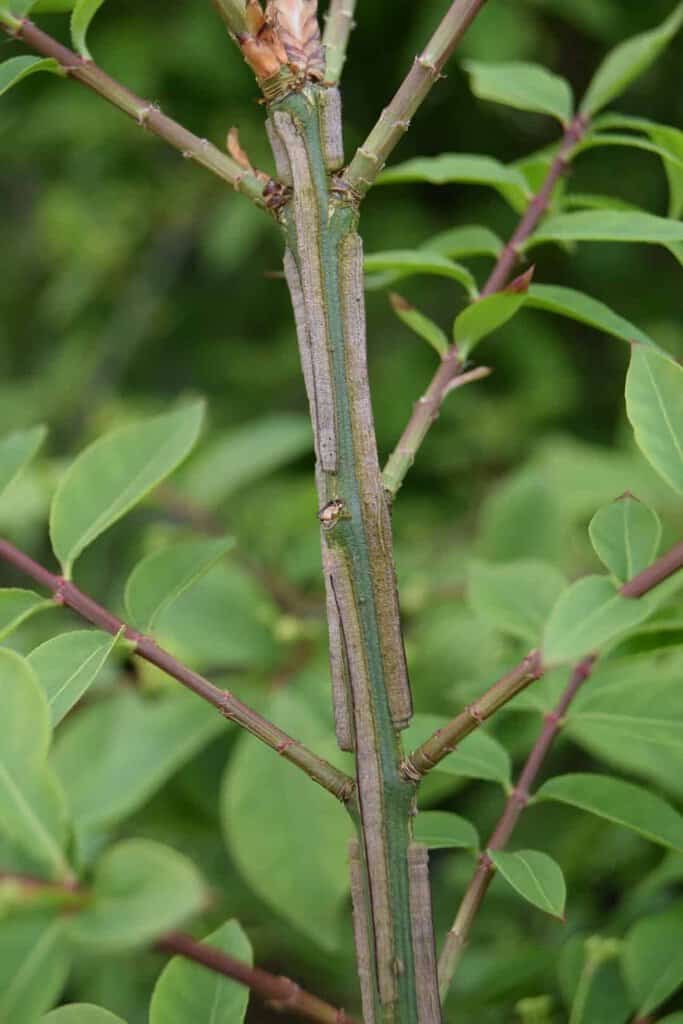 Euonymus alatus 'Compactus' 80-100 cm